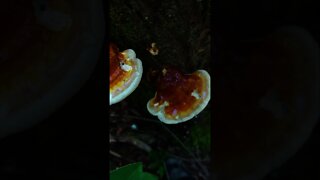 Wild Reishi Mushroom Foraging. Wild Edible Mushroom ASMR #shorts