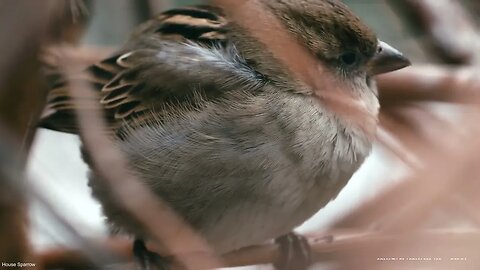 Exploring the House Sparrow Bird┃Example 4k Video Comparison of the Sony ZV-E1 vs. Sony ZV-E10