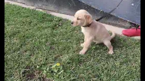 CUTE PUPPY ON HOVERBOARD!