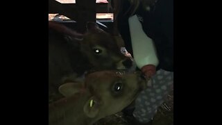 Hungry calves adorably drink milk from bottle