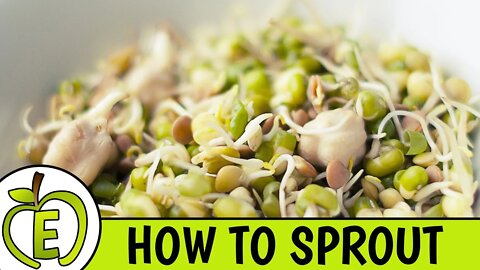 How To Sprout Beans and Seeds