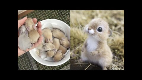 AWW SO CUTE! Cutest baby animals Videos Compilation Cute moment of the Animals - Cutest Animals #18