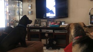 Doggy Siblings Watch Themselves On TV