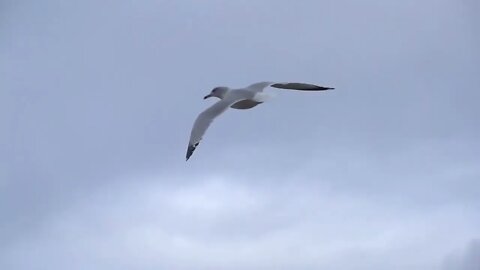 Beachfront B Roll Seagull Flying Medium Shot Alternative Free to Use HD Stock Video Footage