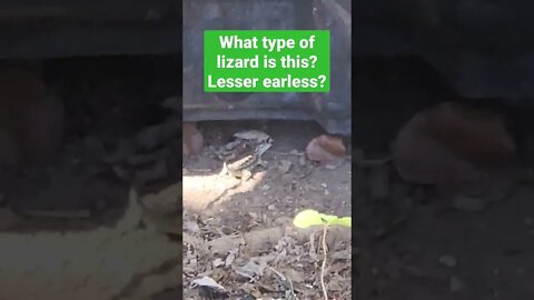 🕵What type of Lizard is this?🕵