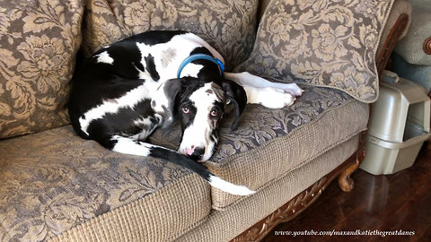 Typical cat hurts Great Dane puppy's feelings