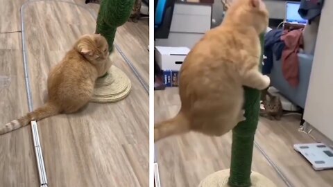 Accident 😅 cute cat 😉 to Train🚆 video