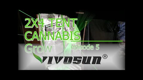 Vivosun Grow Tent 2x4 MAC1 Cannabis Grow ep. 5 🔨 Day 42 #Vivosun #420 #MAC1