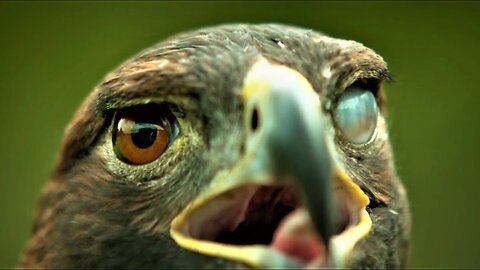 Magic Eagle Eye Blinking Eagle Eye:"Slow Mo" Left Eye Blinking | "Insane Eagle Eye"