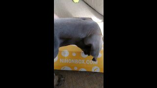 Test Video w/ puppy and box