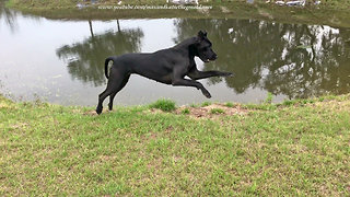 Happy Adopted Great Dane Loves to Do Zoomies