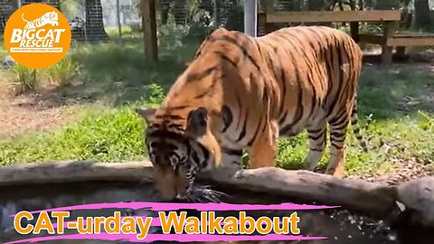 Caturday Walkabout with senior keepers Amanda and Kristen!! 04 15 2023