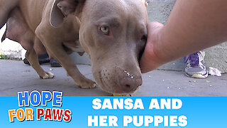 Sansa & puppies: Rescuing a homeless family from under a house. Please share :-)