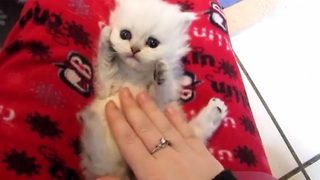 Precious kitten enjoying belly tickle