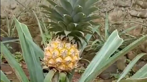 Pineapple tree in pot