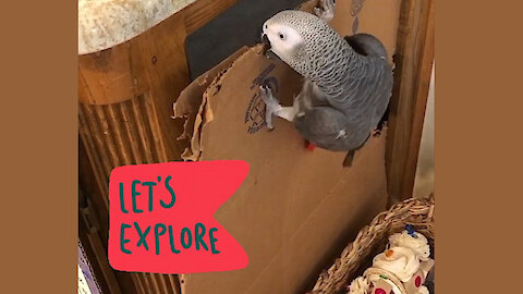 Determined parrot has a bad case of wanderlust