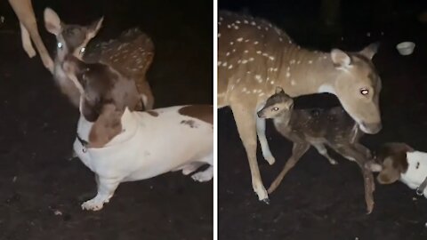 Rescued deer gives birth to fawn, immediately greeted by family dog