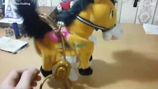 Il gatto spaventato dal pony giocattolo