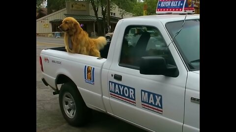 Dog Runs For Mayor And Wins