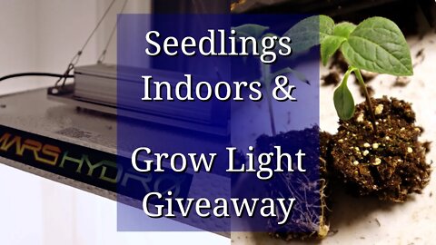 Seedlings Indoors & Grow Light Giveaway