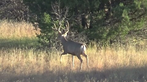 Two Mule Deer Bucks I saw on a recent Elk hunting trip in the Gila