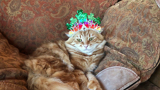 Funny Cat Attacks his St Patrick's Day Costume ~ Revenge for Cats Everywhere