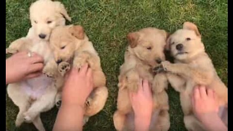Extreme cuteness alert! An afternoon with labradoodle puppies!