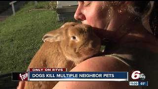 Dogs kill multiple neighbor pets in Indianapolis