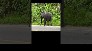 Just Driving My Elephant To Work {Things You See In Thailand}