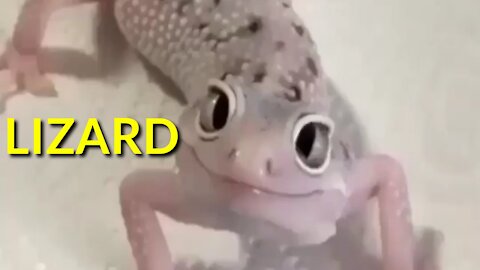 Have you ever seen a lizard up close?