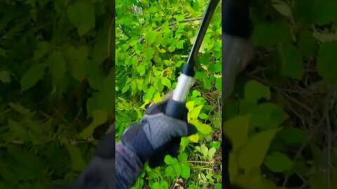 I Made a New Path In the Woods Using a Sickle #shorts #offgrid #nature #hiking