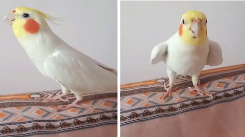 Smart Parrot sings with a great voice