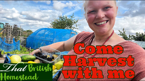Harvesting and dealing with pests: Allotment Garden