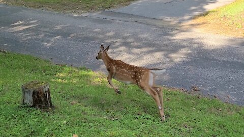 Twin Fawns On the Hill