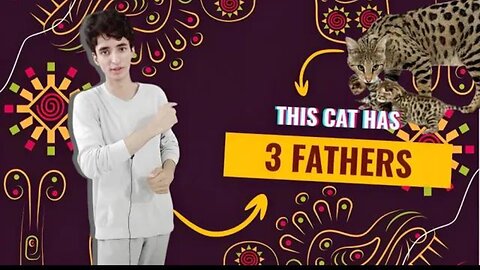 World's Most Expensive Cat Breed