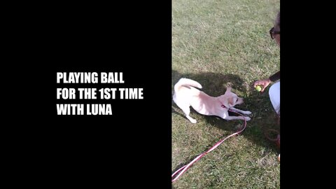 1st Time Playing Ball With Luna