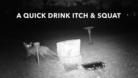 A Quick Drink Itch & Squat