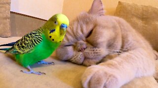 Кот и птица, милые животные #132