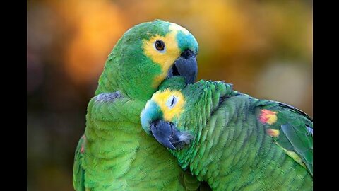 PARROT ADDICTED TO AFFECTION