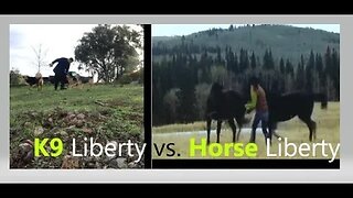 Dogs FUN Liberty Training vs. Horse | Happy K9 D.I.Y in 4D