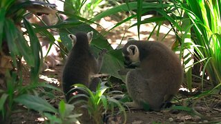 monos en naturaleza