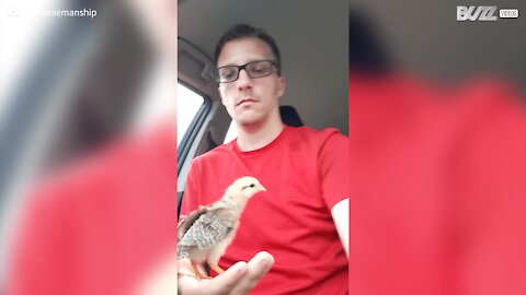 Cet adorable poussin se balade en voiture avec son propriétaire