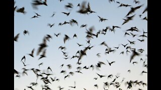 Bat colony in Oak Forest - Houston Texas