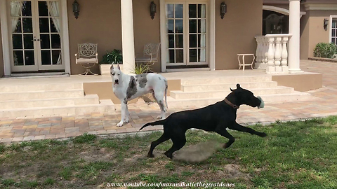Great Dane Watches In Awe As Funny Puppy Plays With The Newspaper