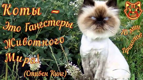 Смешные Коты 5 Funny Cats Юмор