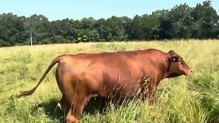 Our best Macho O77, Greg Judy raised three-year-old South Poll bull.