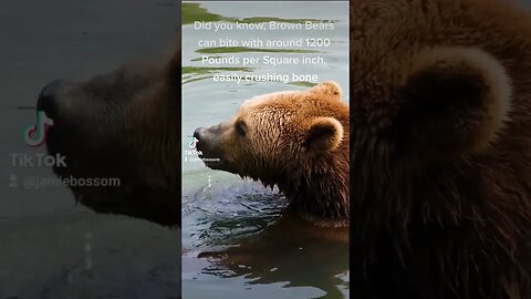 Brown Bears Bite Force! #bear #biteforce #facts