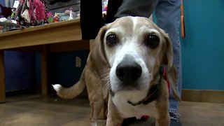 Dogs saved by blood transfusions