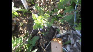 Enjoying Motion Black Horehound September 2021