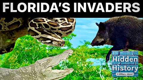 History of deadly invasive species in Florida - killer reptiles to conquista-boars!